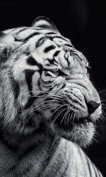 Dangerous Tiger wallpaper screenshot 3