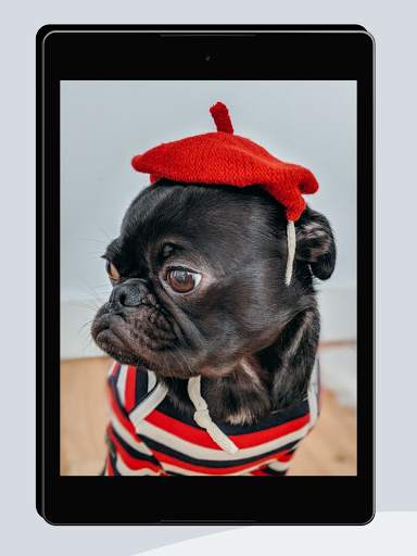 Funny Wallpapers screenshot 9