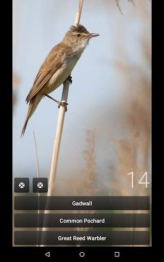 Bird Quiz Europe screenshot 10