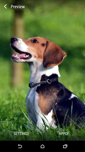 Beagle Live Wallpaper screenshot 2