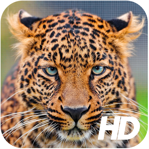 Leopard Wallpaper icon