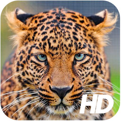 Leopard Wallpaper 1.0.1