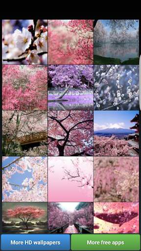 Sakura Cherry Blossoms HD Wall screenshot 2