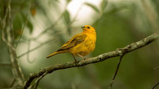 Warbler Bird Sounds screenshot 5