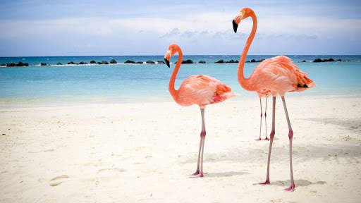 Flamingo. Birds Wallpapers скриншот 5