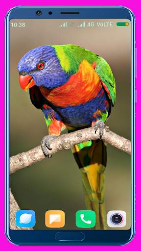 Bird Wallpaper Best 4K स्क्रीनशॉट 15