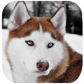 Husky Dog Wallpapers HD 5.1