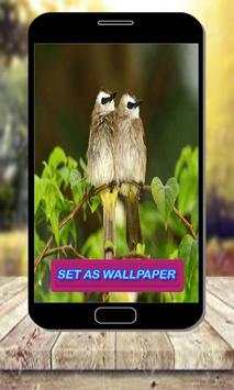 Pair Of Birds Wallpapers – Birds Couple Wallpapers स्क्रीनशॉट 6