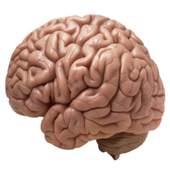 brain anatomy tutor 1.0
