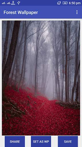 Forest Wallpaper screenshot 4