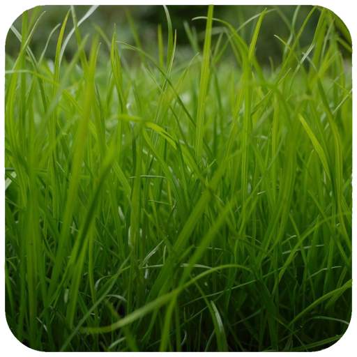 HD Grass Wallpaper 1.08
