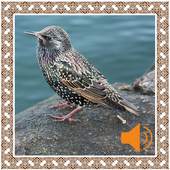 Starling Birds Sounds 2.2