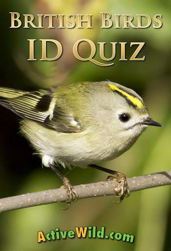 British Birds ID Quiz screenshot 9