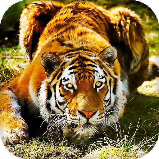 Tiger Live Wallpaper 16.0