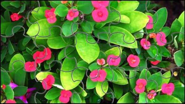 Garden Jigsaw Puzzles Game screenshot 7