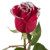 ikon Good morning Flowers Roses 4K