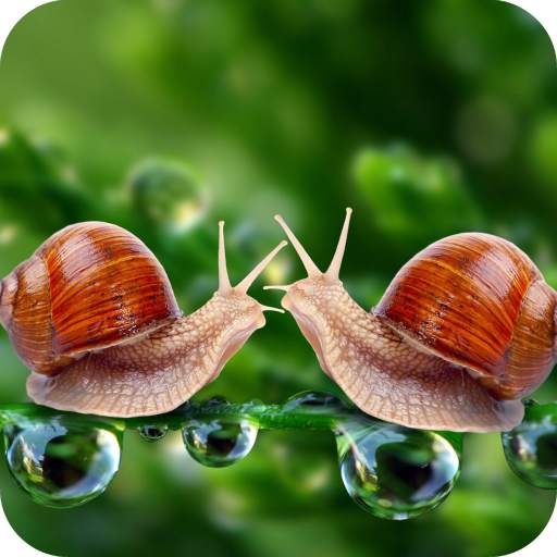 Snail Wallpaper Full HD 1.05