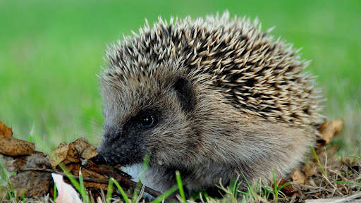 🦔 Hedgehog wallpaper screenshot 8