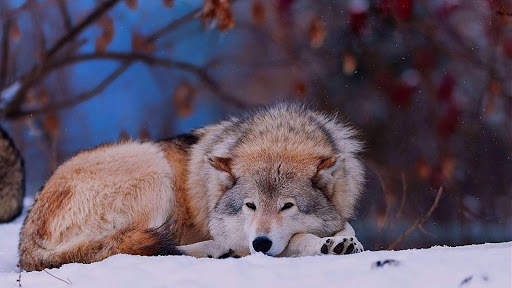 Wolf Live Wallpaper (Wallpapers & Backgrounds) screenshot 4