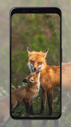 Fox Wallpapers screenshot 6