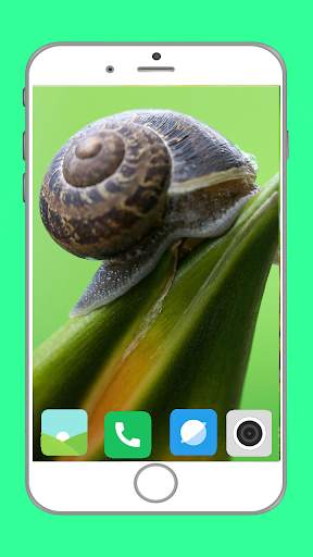 Snail Wallpaper Full HD screenshot 11