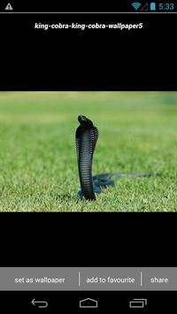 King Cobra Snake Wallpapers HD स्क्रीनशॉट 3