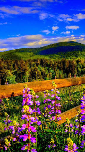 Nature Wallpaper screenshot 1