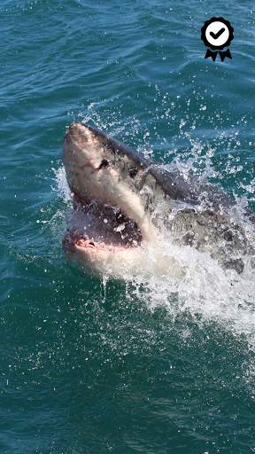Shark Wallpapers - FREE screenshot 4