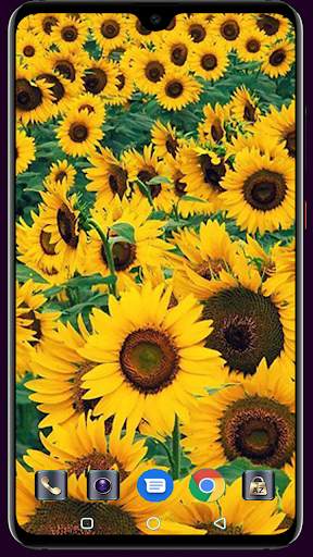 Sunflower Wallpaper 4K Latest स्क्रीनशॉट 12