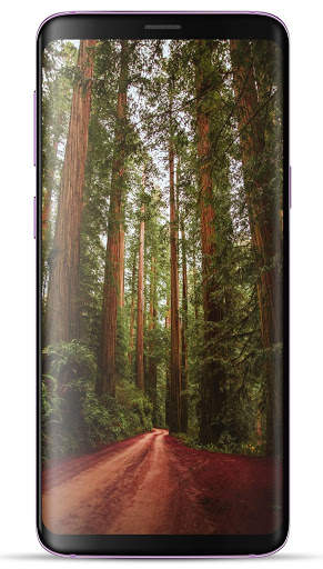 Forest Wallpaper HD screenshot 3