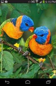 Love Birds Wallpaper Live screenshot 2