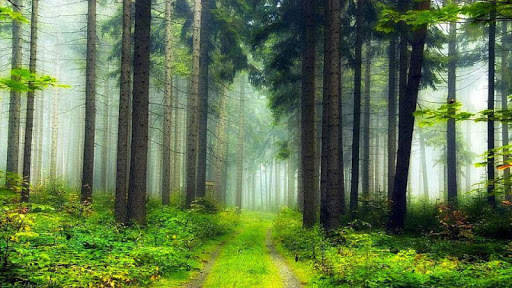 Forest HD Backgrounds screenshot 4