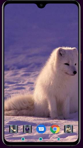Fox Wallpaper 4K Latest screenshot 15