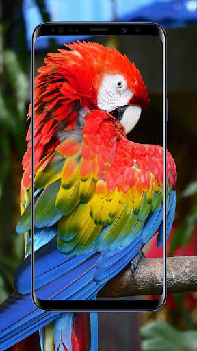 Parrot Wallpaper 2 تصوير الشاشة