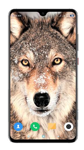 Wolf Wallpaper 4K screenshot 4