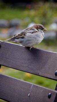 Birds Live Wallpapers स्क्रीनशॉट 1