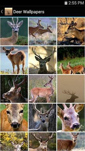 Deer Wallpapers screenshot 1