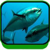 Suara Pemanggil Ikan Terbaru on 9Apps