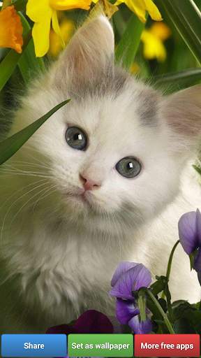 Cute Kitty Cats HD Wallpapers screenshot 3