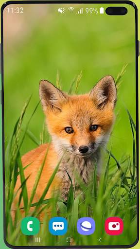 Fox Wallpaper Best HD screenshot 15