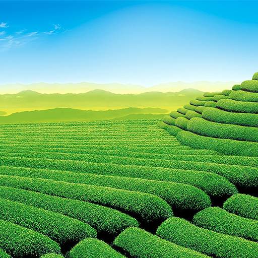 Garden Wallpapers HD 1.0