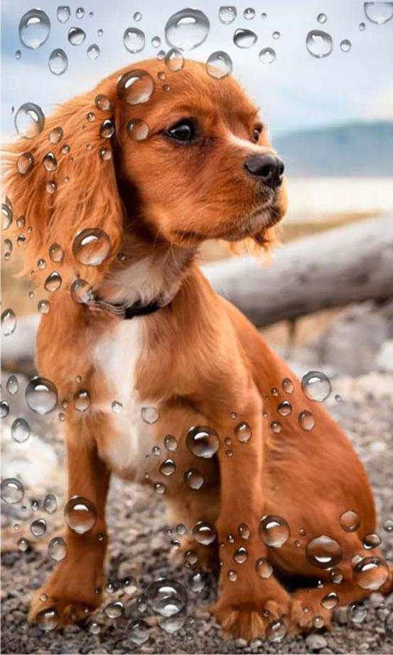 Puppy Songs live wallpaper 3 تصوير الشاشة
