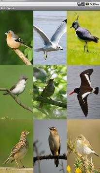 Birds Sounds اصوات الطيور screenshot 1