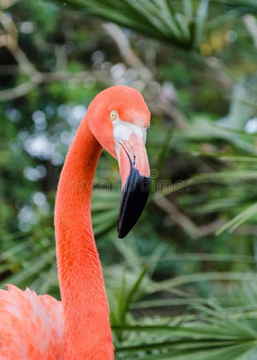 Birds Sounds स्क्रीनशॉट 4