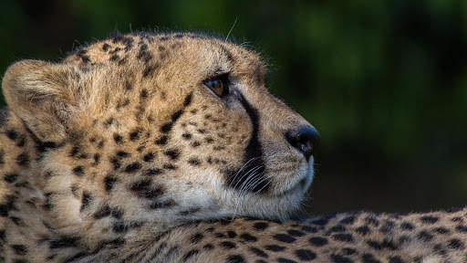 Cheetah Wallpapers : backgrounds hd screenshot 18