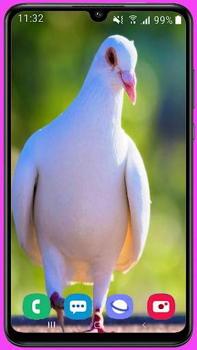 Pigeon Wallpaper Best HD screenshot 2