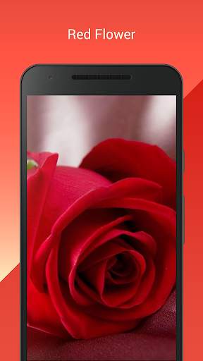 My Flowers Colors HD WALLPAPER screenshot 8