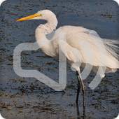 Heron Bird Call Sounds Ringtone 2.6.9