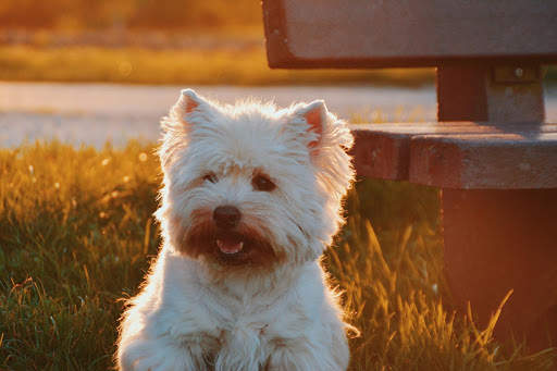 Dog Photo Frames screenshot 1