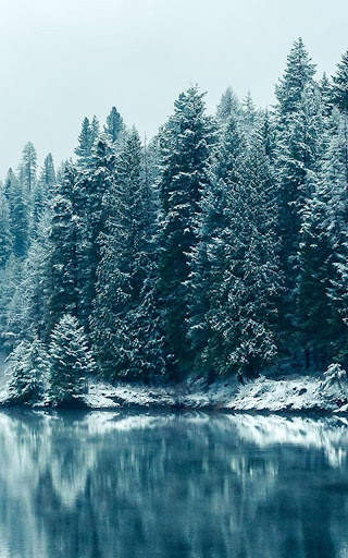 HD Forest Live Wallpaper screenshot 8